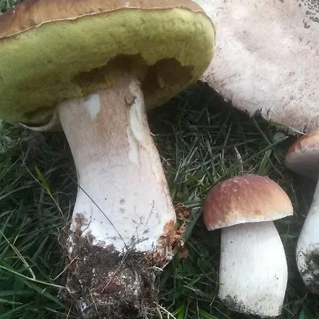 Drewniany Nad Jeziorem W Sitnie بيت للعطل