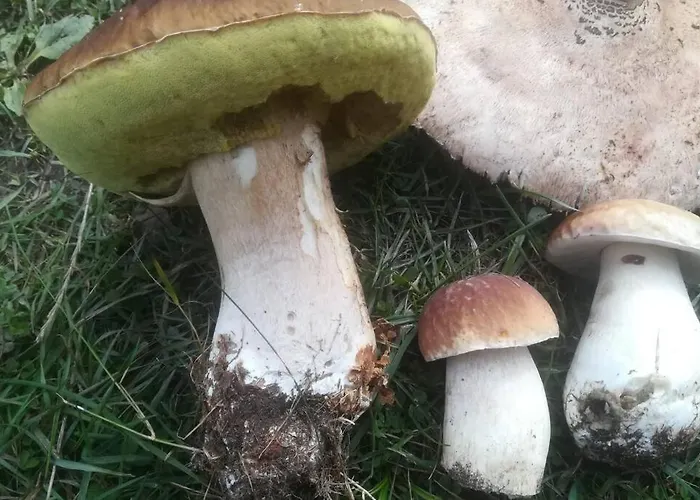 Drewniany Nad Jeziorem W Sitnie بيت للعطل